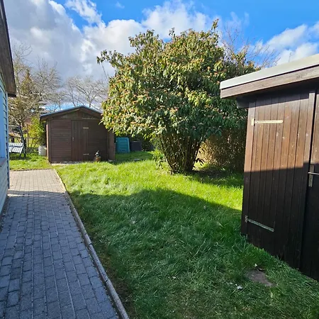 Tulpenring * Loissin